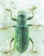 Curculionidae sp 4,5mm 07-05-2015 Ev.jpg