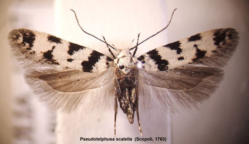 Pseudotelphusa scalella Sc 1763 005 (2).jpg