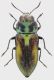 Anthaxia_midas_Pian_della_Faggeta_13-V-2015_7,5mm_grey.jpg