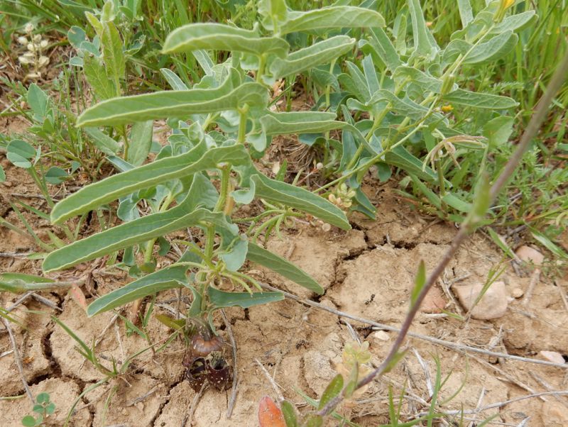 Aristolochia-maurorum.jpg