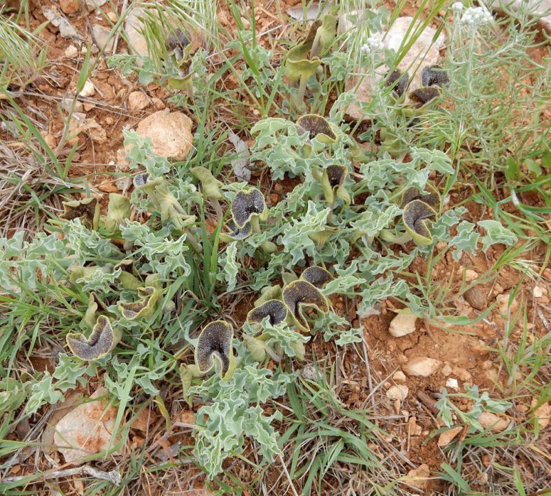 Aristolochia-2-bis.jpg