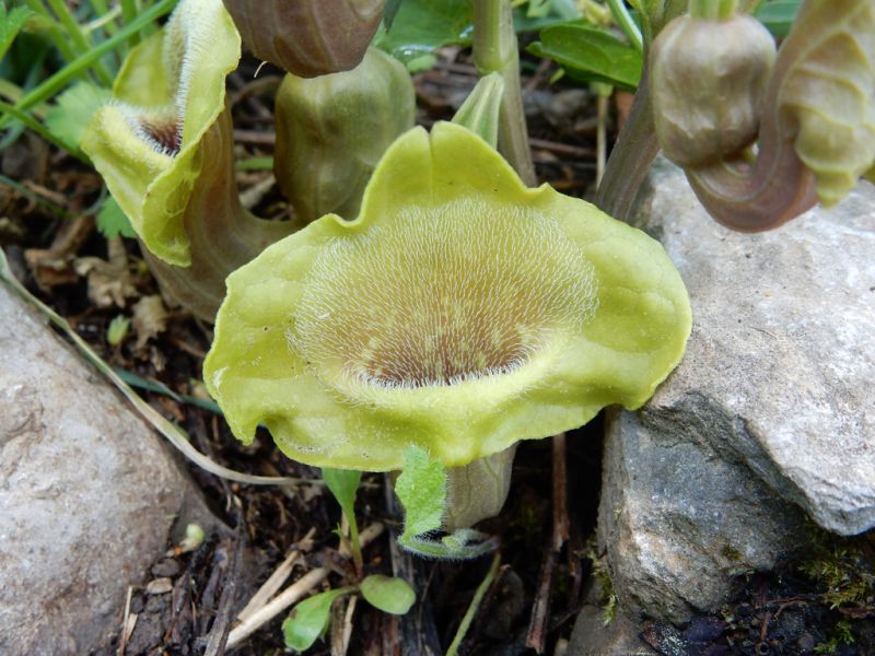 Aristolochia-3-fiore.jpg