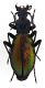 Comb1640_30zF5cr.jpg