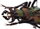Comb1639_33zF5cr.jpg