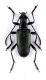 Acmaeops septentrionis-samiec-01.jpg