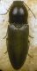 Cardiophorus ebeninus (Germar, 1824).JPG