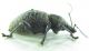 Otiorhynchus armadillo 11,5mm-2.jpg