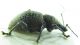 Otiorhynchus armadillo 11,5mm-3.jpg