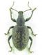 Otiorhynchus sp 12,5mm 19-05-2015 Ev(Weigela üzerinde)(2).jpg