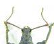 Otiorhynchus sp 12,5mm 19-05-2015 Ev(Weigela üzerinde)-2.jpg