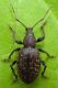 Otiorhynchus sp 13mm 20-05-2015 Ev(Weigela üzerinde)-3.jpg