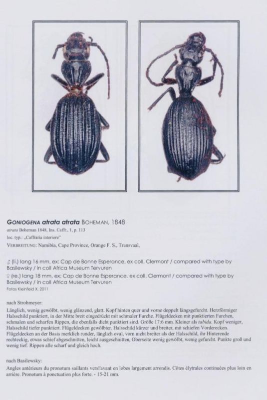 Gonogenia atrata (Boheman, 1848).jpg