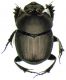 Onthophagus-m.jpg