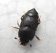 Histeridae.jpg
