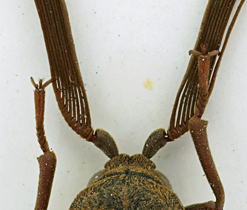 Rhipiceridae_Filippine_V-2002_testa.jpg