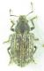 Coleoptera sp 7mm 23-05-2015 Ev.jpg