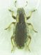 Curculionidae sp 5,5mm 23-05-2015 Ev.jpg