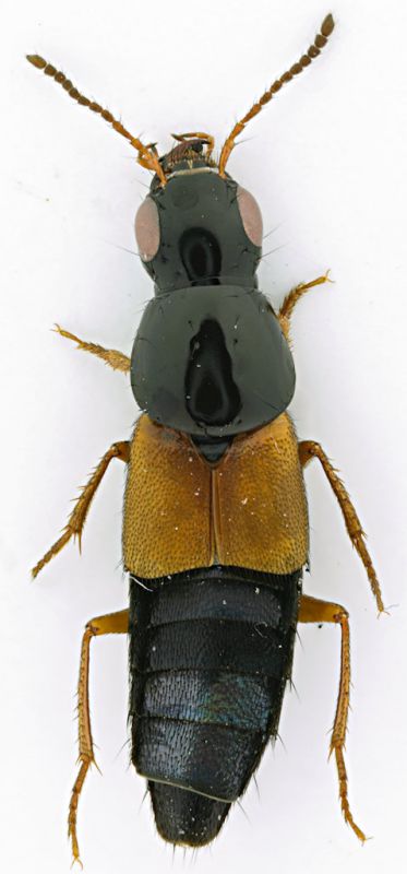 Staphylinidae_Maccarese_3-IV-2010.jpg