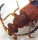 Anthicidae Papua lato 3.jpg