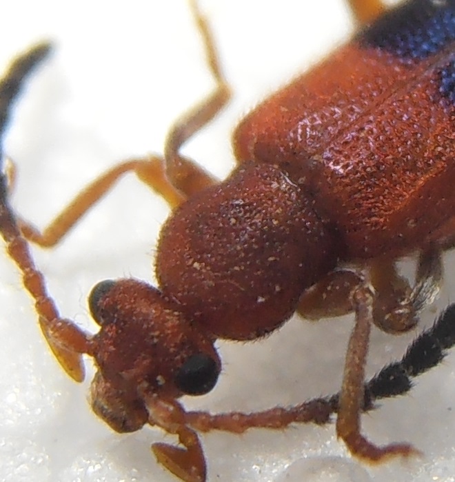 Anthicidae Papua lato 3.jpg