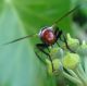 cylindromiia-bicolor-posteriore-back.jpg