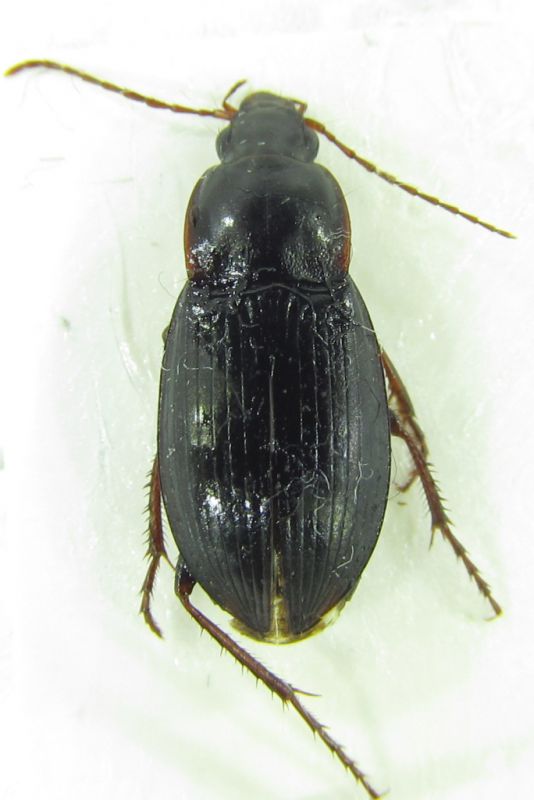 Calathus sp 13,5mm.jpg