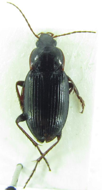 Calathus sp 12,5mm 02-04-2014 Taşkale Karaman (leg. Özgür Koçak)(2).jpg