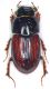 Aphodius-2.jpg