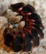 Lampyris2-spazzola-DSC02536.jpg