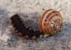 lampyris-chiocciola-attacco1-DSC02529.jpg