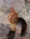 Lampyris-chiocciola-attacco2-DSC02531.jpg