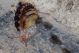 Lampyris-chiocciola-attacco5-DSC02545.jpg