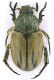 scarab_Tunisia_Sbeitla.jpg