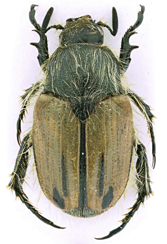 scarab_Tunisia_Sbeitla.jpg