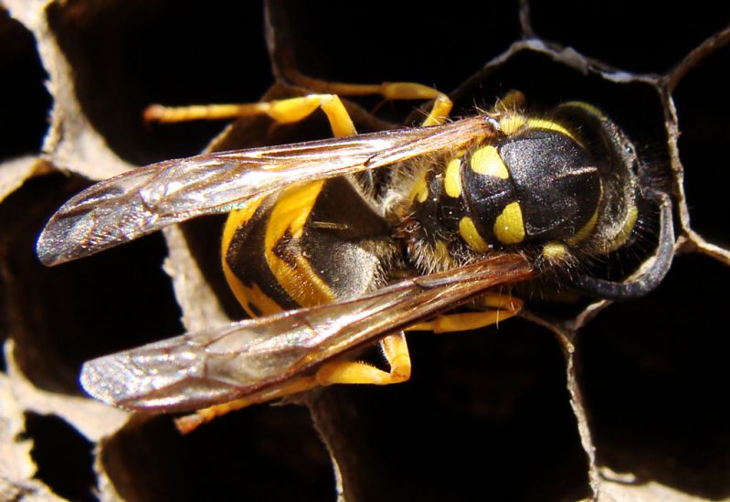 Vespula-vulgaris-dorso-back-DSC05774.jpg