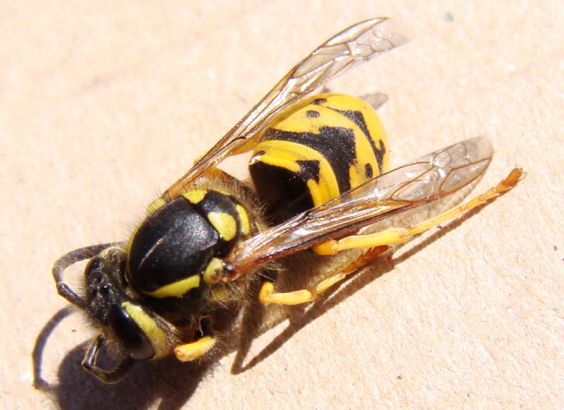 Vespula-vulgaris-2-DSC05777.jpg