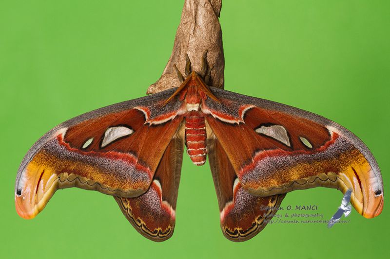 IMG_6990_Attacus_atlas.JPG