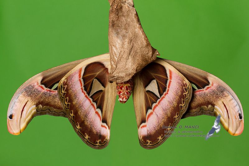 IMG_7023_Attacus_atlas.JPG