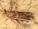 Etiella zinckenella copia.JPG