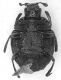 Histeridae_Prima-Porta_28-XII-1985_ventre_2.1mm.jpg