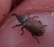 Curculionidae sp 6mm 30-05-2015 Ev-2.jpg