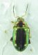 Chrysomelidae sp 4mm 30-05-2015 Ev.jpg