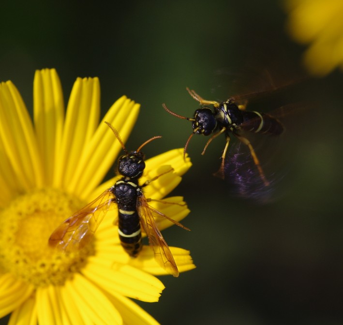 IMGP9711_wasps_sm.JPG