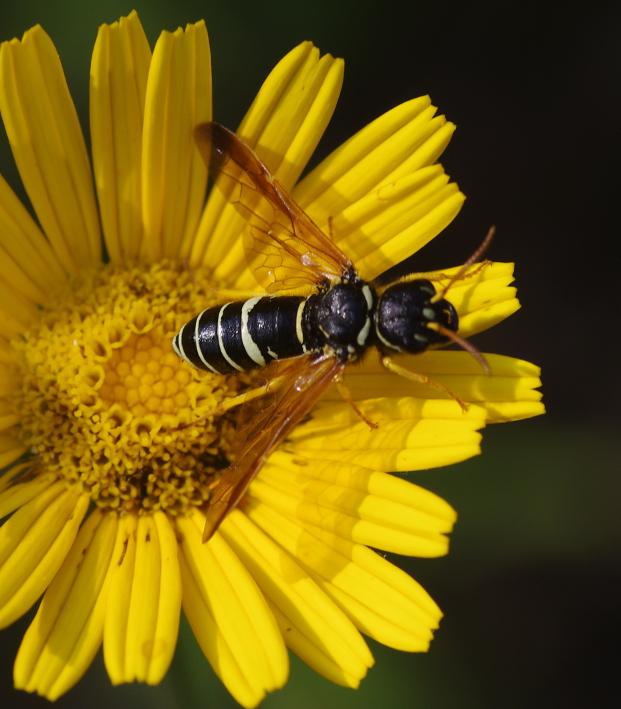 IMGP9705_wasp_sm.JPG