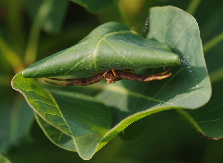 IMGP9734_Crab_spder_in_leaves_sm.JPG