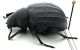 Comb1671_39zF5cr.jpg