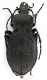 Comb1673_22zF5cr.jpg
