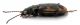 Comb1661_25zF3cr.jpg