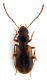 Comb1656_11zF3cr.jpg