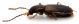 Comb1657_28zF3cr.jpg